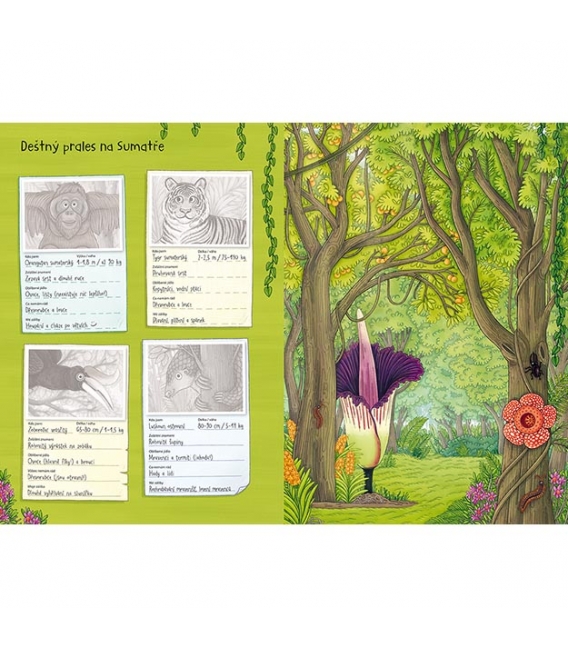 Knížka samolepková Svět zvířat v samolepkách Divoká zvířata